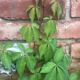 Photo of the plant species Virginia Creeper by @AdonicKeylime39 named Einstein on Greg, the plant care app