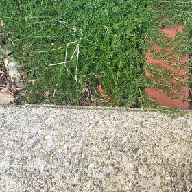 Photo of the plant species Birdeye Pearlwort by @AdonicKeylime39 named Bigleef Smalls on Greg, the plant care app