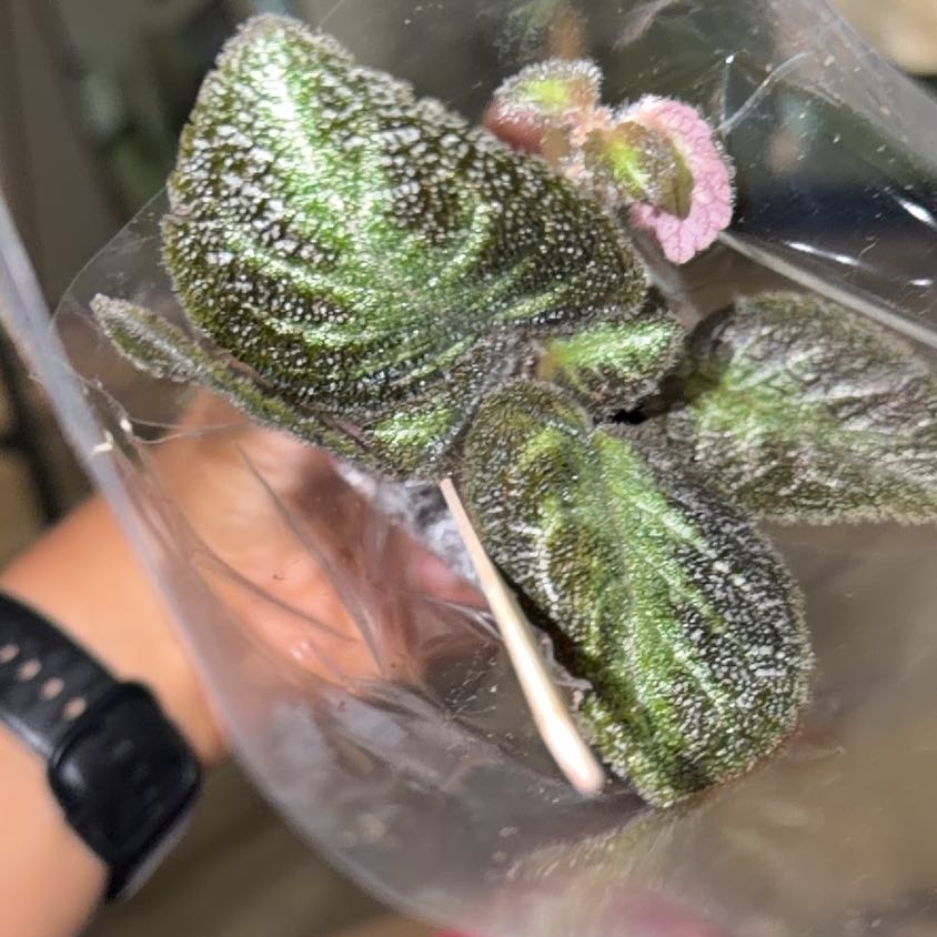 Photo of the plant species Flame Violet by @Honeydewme16 named Coco on Greg, the plant care app