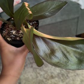 Photo of the plant species Peperomia Red Edge by @Honeydewme16 named Khaleesi on Greg, the plant care app
