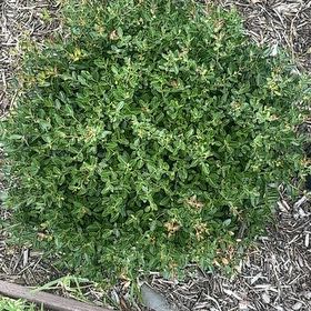 Photo of the plant species Black Medick by @WellknownHope67 named Homer on Greg, the plant care app