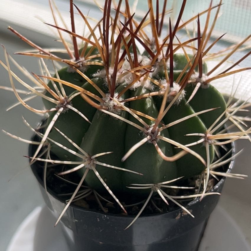 Photo of the plant species Melocactus azureus by @PeachyGoldwire8 named Naomi on Greg, the plant care app