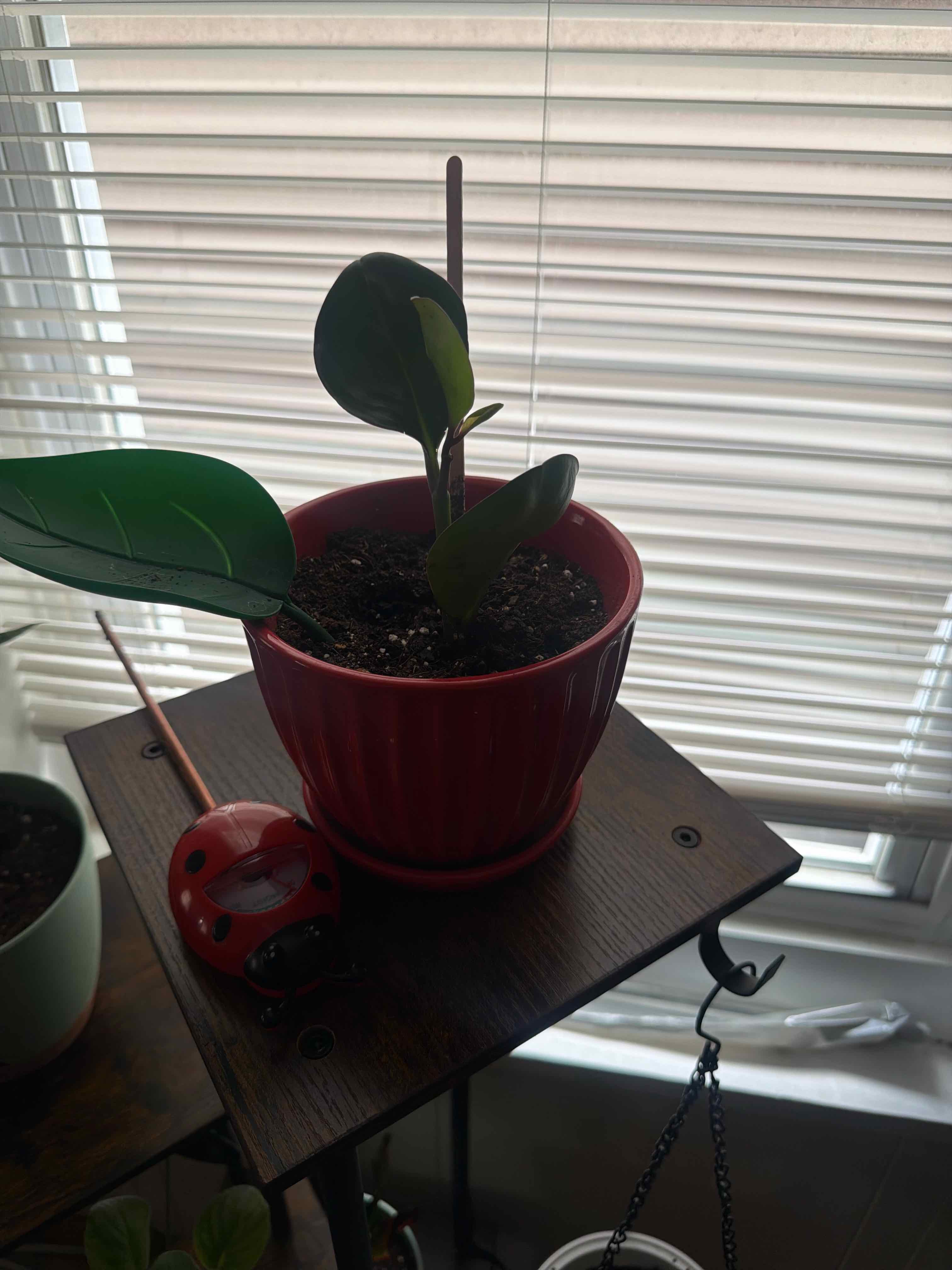 Photo of the plant species Peperomia Red Edge by @VivaciousMum59 named Ellie on Greg, the plant care app