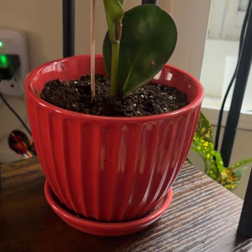 Photo of the plant species Peperomia Red Edge by @VivaciousMum59 named Ellie on Greg, the plant care app