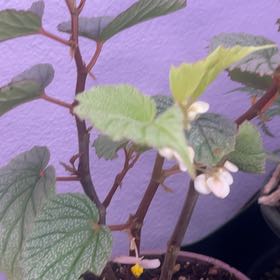 Photo of the plant species Begonia 'Benigo Pink' by @FavoredChisme90 named Rosa on Greg, the plant care app