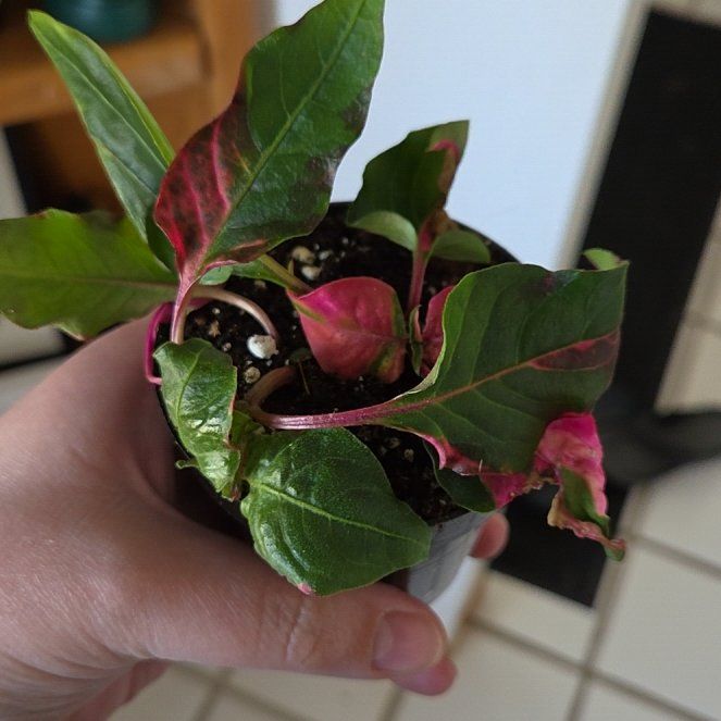 Photo of the plant species Party Time Alternanthera by @TotalSalsa6 named Anne on Greg, the plant care app