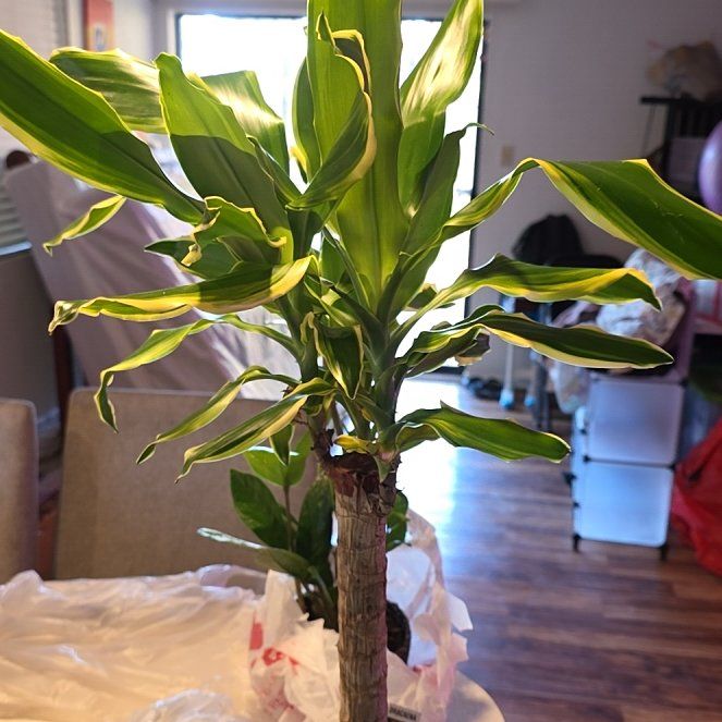 Captain Plant-it