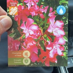Photo of the plant species Oleander by @MajorColeus33 named Terra on Greg, the plant care app