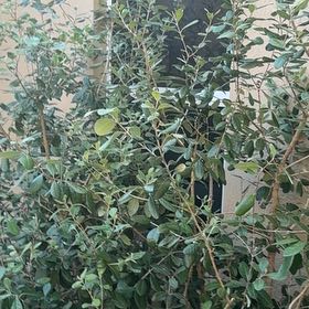 Photo of the plant species Pineapple Guava by @RealCentro94 named Harry on Greg, the plant care app