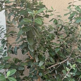 Photo of the plant species Pineapple Guava by @RealCentro94 named Leaf Erickson on Greg, the plant care app