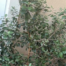 Photo of the plant species Pineapple Guava by @RealCentro94 named Zion on Greg, the plant care app