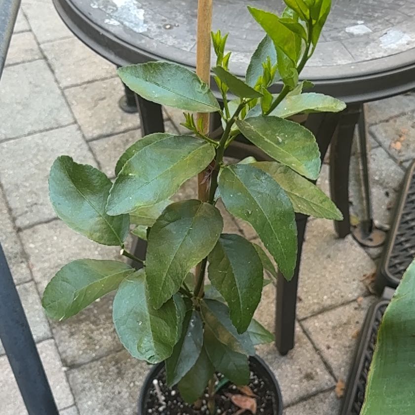 Photo of the plant species Persian Lime by @RealCentro94 named Khaleesi on Greg, the plant care app