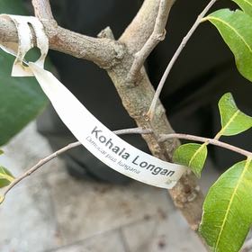Photo of the plant species Longan by @RealCentro94 named Foxxy on Greg, the plant care app