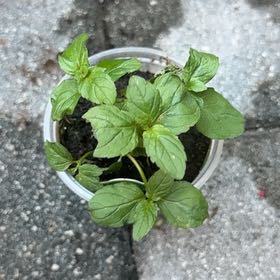 Photo of the plant species Watermint by @RealCentro94 named ChloroPhil on Greg, the plant care app