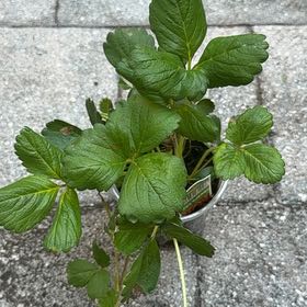Photo of the plant species Beach Strawberry by @RealCentro94 named Bodhi on Greg, the plant care app
