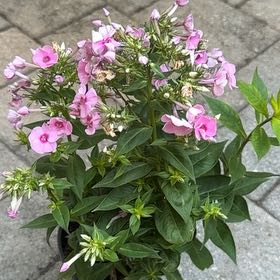 Photo of the plant species Garden Phlox by @RealCentro94 named Harper on Greg, the plant care app