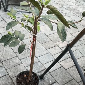 Photo of the plant species Guava Tree by @RealCentro94 named Orlando Bloom on Greg, the plant care app