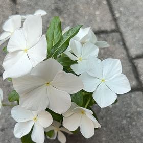 Photo of the plant species Vinca by @RealCentro94 named Michelle Branch on Greg, the plant care app