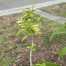 Photo of the plant species Night-Blooming Jessamine by @RealCentro94 named Sigmund on Greg, the plant care app