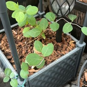 Photo of the plant species Coral Honeysuckle by @RealCentro94 named Delilah on Greg, the plant care app