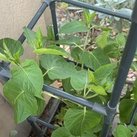 Photo of the plant species Common Morning Glory by @RealCentro94 named Zeus on Greg, the plant care app