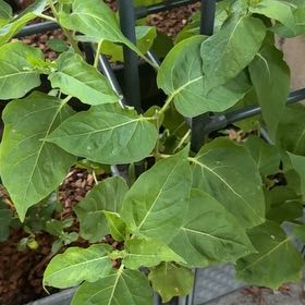 Photo of the plant species Mexican Morning Glory by @RealCentro94 named Dolores on Greg, the plant care app