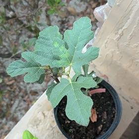 Photo of the plant species Brown Turkey Fig by @RealCentro94 named Winston on Greg, the plant care app