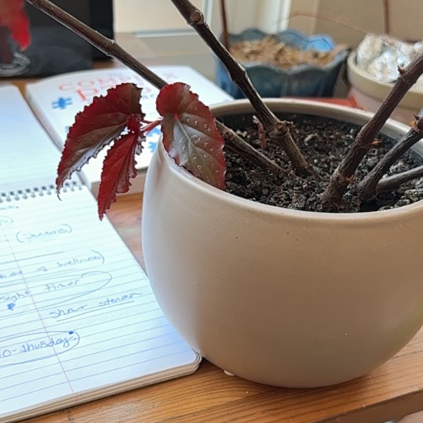 Photo of the plant species Blood-Red Begonia by @NewPawpaw66 named James Dean on Greg, the plant care app
