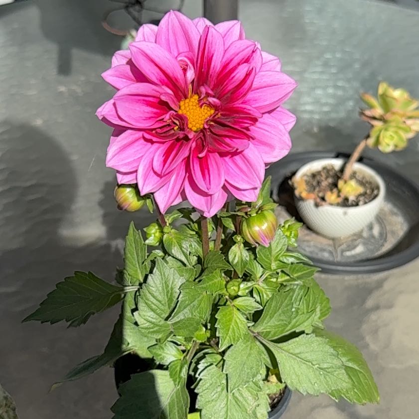 Photo of the plant species Dahlia 'Hypnotica Lavender' by @NewPawpaw66 named Bigleef Smalls on Greg, the plant care app