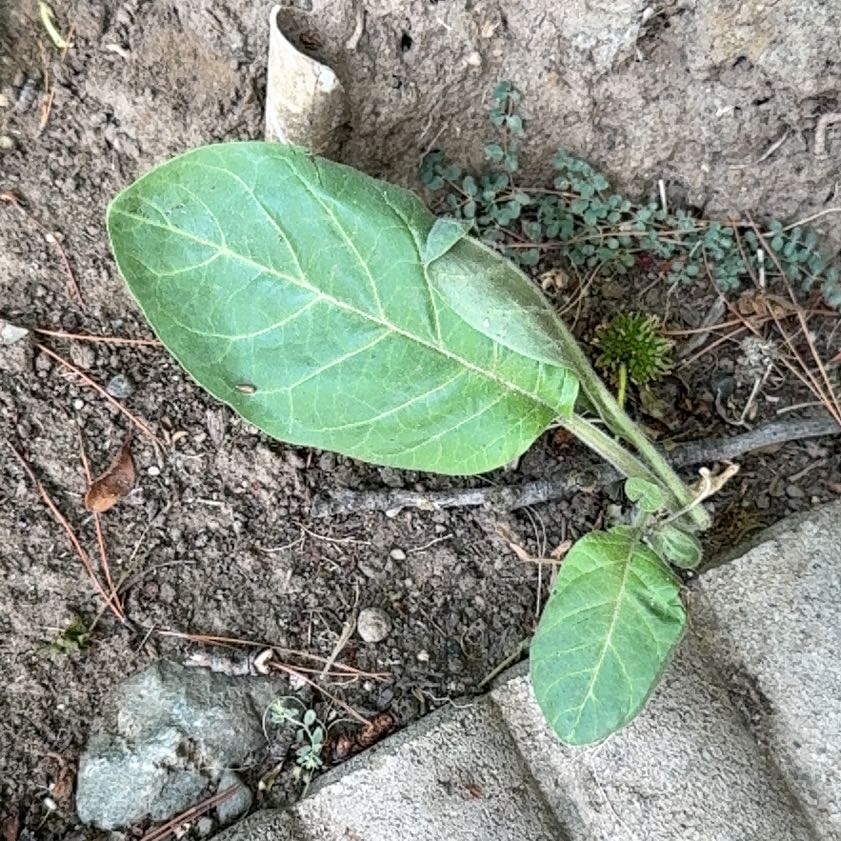 Photo of the plant species Angel's Trumpet by @NewPawpaw66 named Foxxy on Greg, the plant care app
