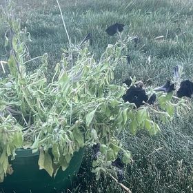 Photo of the plant species Petunia 'Black Cat' by @TidyFoxgrape96 named Lavender on Greg, the plant care app