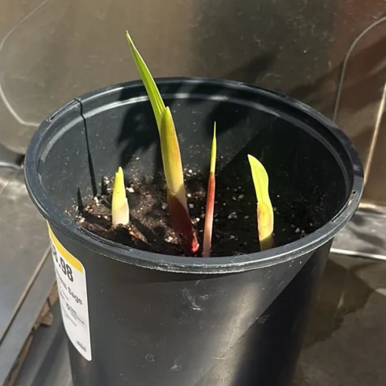 Photo of the plant species Garden Tulip by @PiousNoognug16 named Tulip on Greg, the plant care app