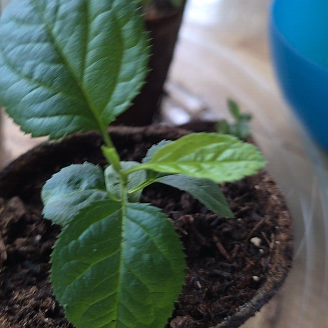 Photo of the plant species Apple by @SoulfullyKanna named Anne on Greg, the plant care app
