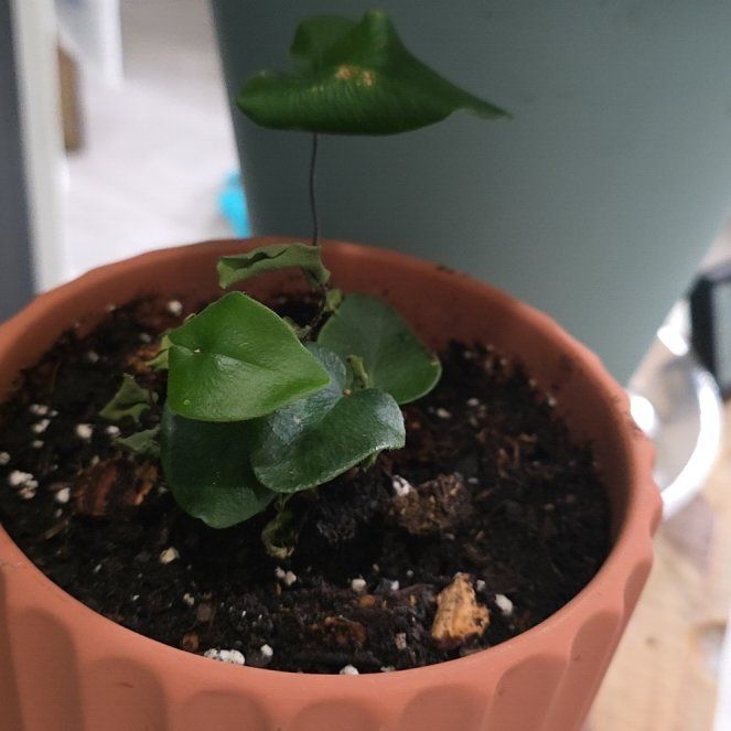 Photo of the plant species Acrostichum Aureum by @ResoluteWaxivy named Aristotle on Greg, the plant care app