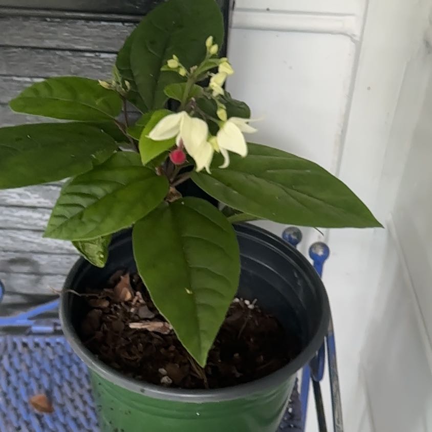Photo of the plant species Bleeding Heart Vine by @AliveHornwort33 named Sigmund on Greg, the plant care app