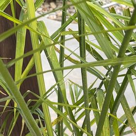 Photo of the plant species Cyperus Alternifolius by @DominantKanna39 named Hemingway on Greg, the plant care app