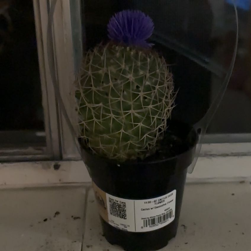 Photo of the plant species Mammillaria Polythele by @ZippyGuasca76 named Cleopatra on Greg, the plant care app