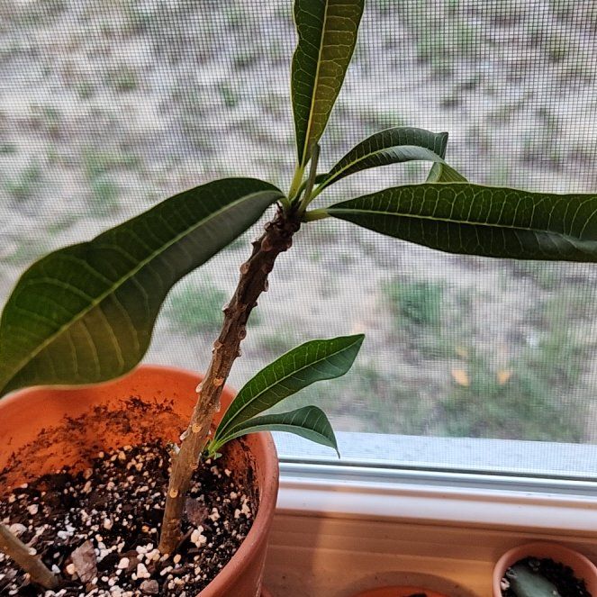 Photo of the plant species Fiddle Leaf Plumeria by @LucentTarbush45 named Maybe? on Greg, the plant care app
