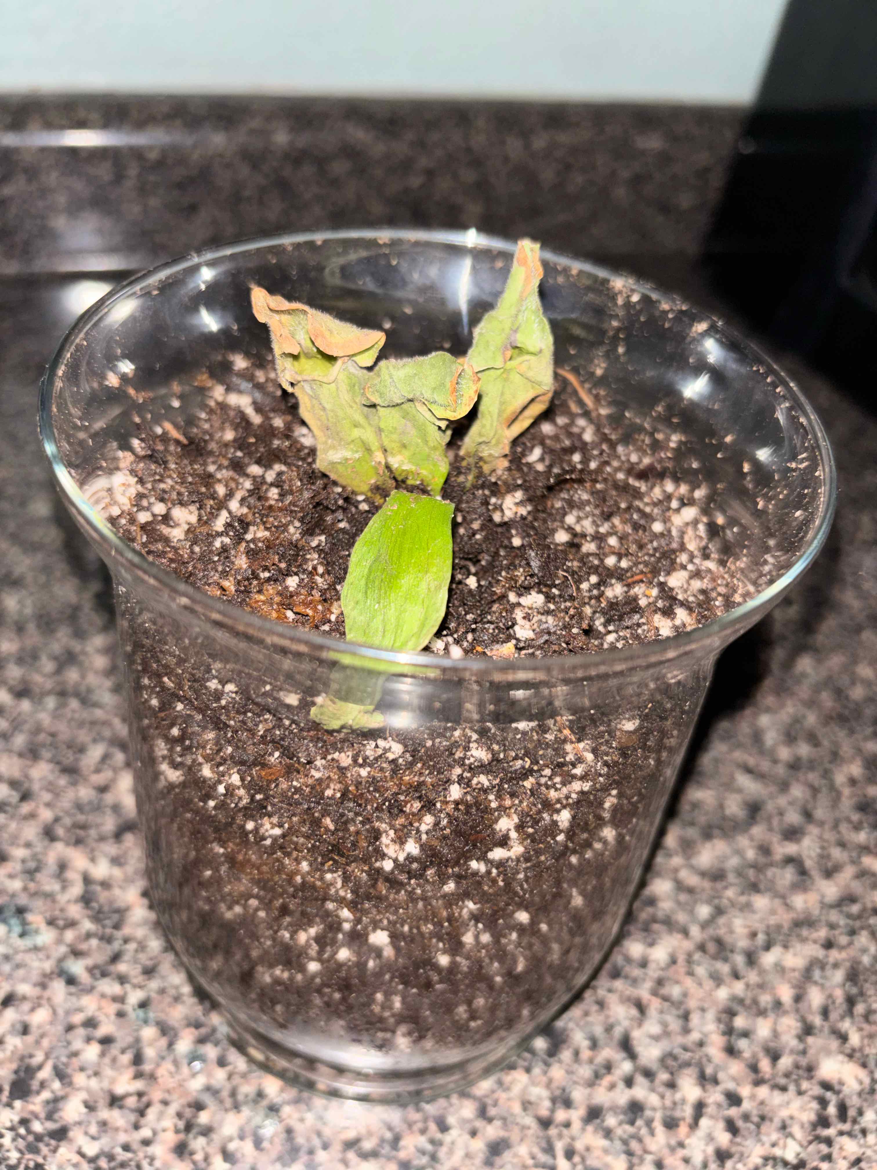 Photo of the plant species Pink Pitcherplant by @MarkedMostii3 named Mando on Greg, the plant care app