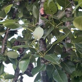 Photo of the plant species Kurrajong by @KeyDewberry6 named Marley on Greg, the plant care app