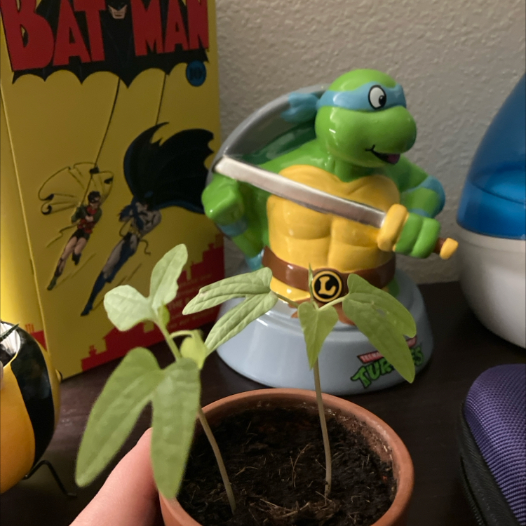 Photo of the plant species Morning Glory by @StarryChards87 named Sherlock on Greg, the plant care app