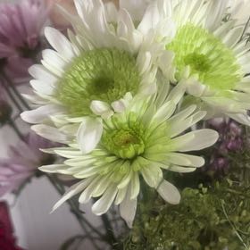 Photo of the plant species Daisy by @HumbleCosmo64 named LiloStitch on Greg, the plant care app