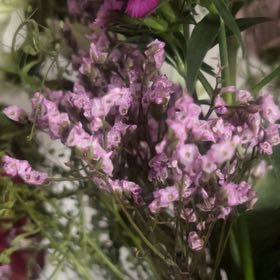 Photo of the plant species Perez's Sea Lavender by @HumbleCosmo64 named Diana on Greg, the plant care app