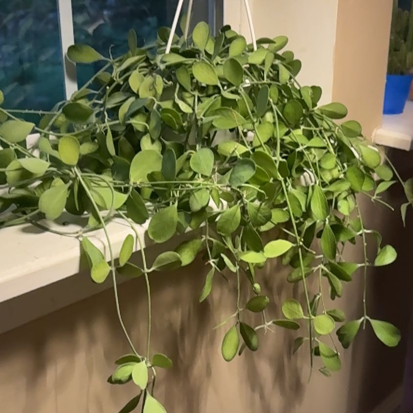 Photo of the plant species String of Nickels by @DearKawaka60 named Delilah on Greg, the plant care app