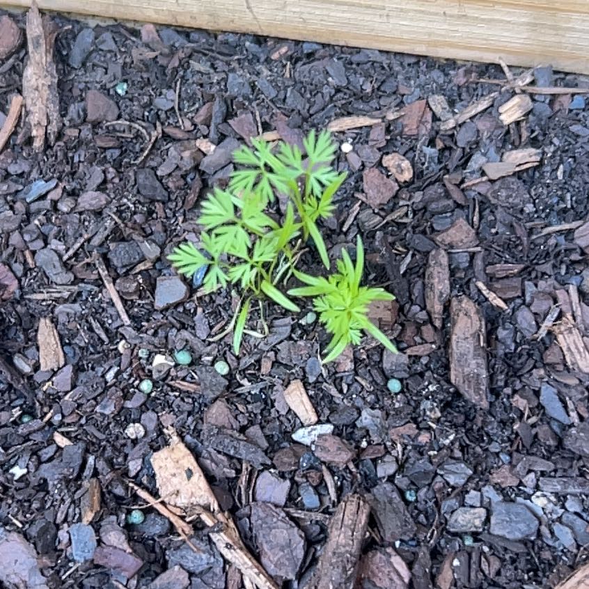 Photo of the plant species Wild Carrot by @AvidGrandfir75 named Scarlett on Greg, the plant care app