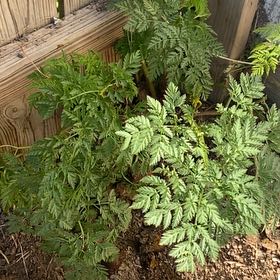 Photo of the plant species Conium Maculatum by @GemMakura62 named Luna on Greg, the plant care app