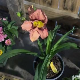 Photo of the plant species Garden Tulip by @OutgoingMira49 named Planty on Greg, the plant care app