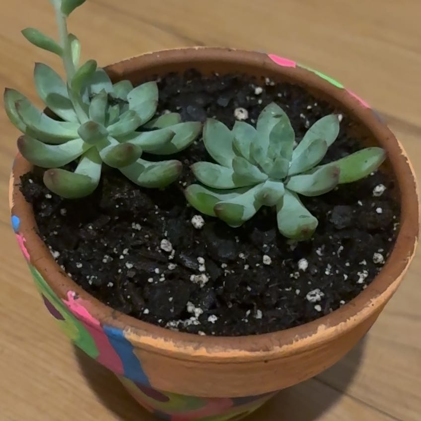 Photo of the plant species Sedeveria 'Blue Elf' by @QuirkyCowbane74 named Treeyoncé on Greg, the plant care app