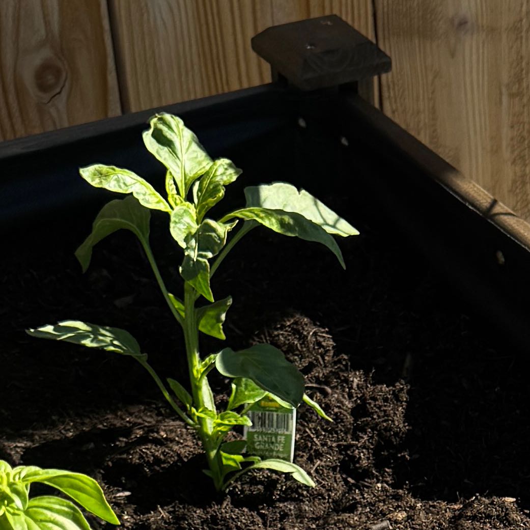 Photo of the plant species Guero Chili by @StarCosmo38 named Aristotle on Greg, the plant care app