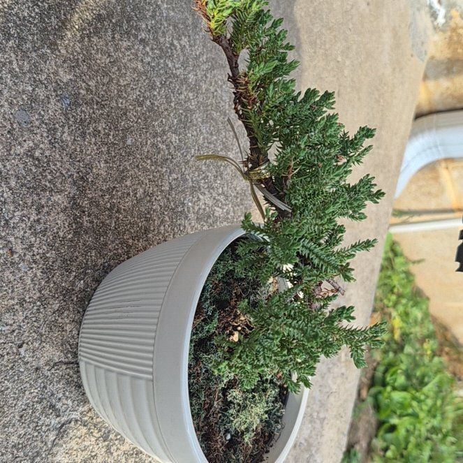 Photo of the plant species Japanese Garden Juniper by @UnshakenPilea75 named Juniper on Greg, the plant care app
